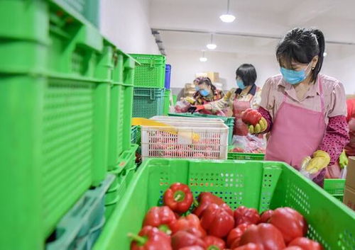 惠安 守護菜籃子，保障食用農產品批發安全